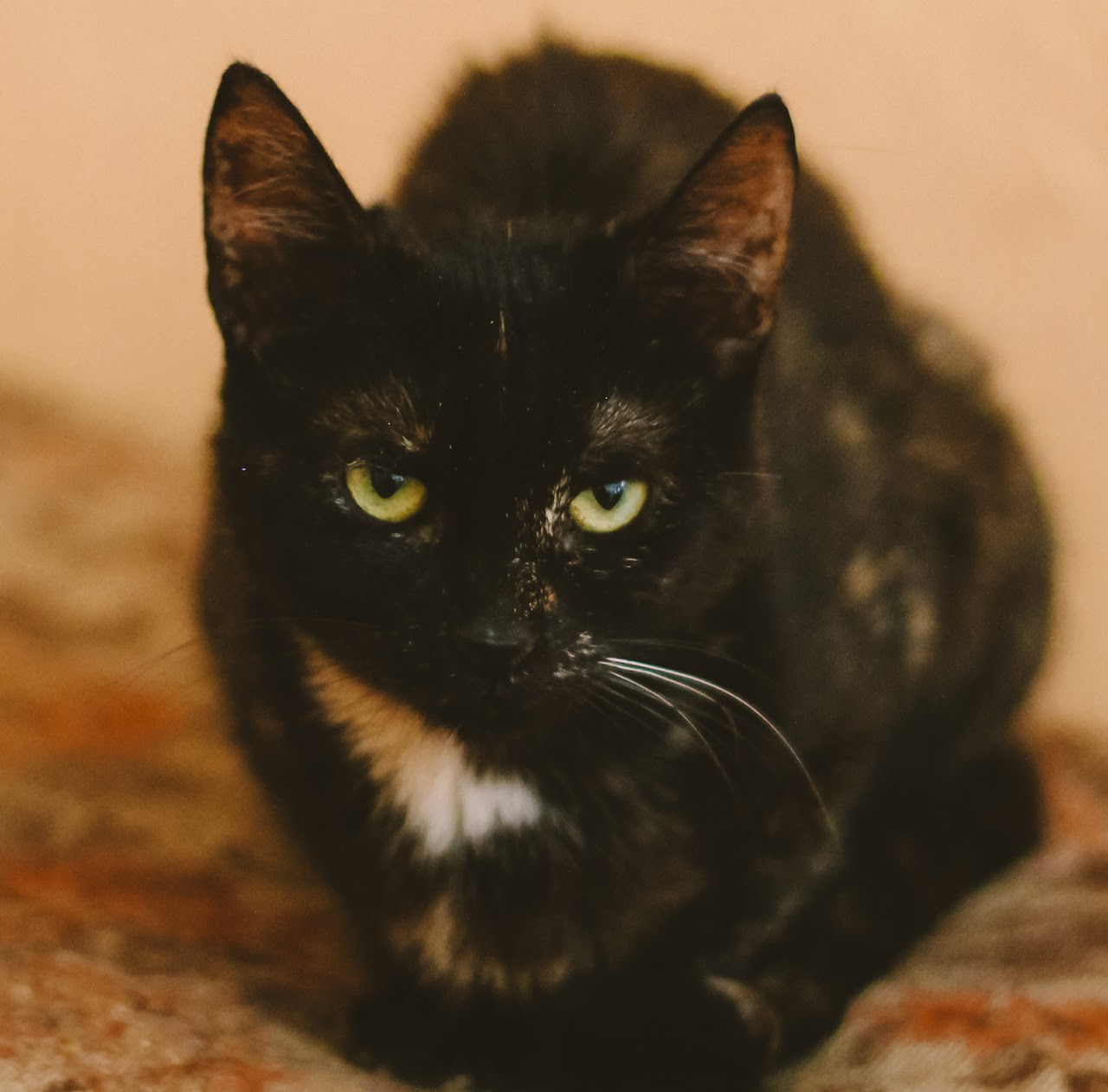 Photo of animal BERRY