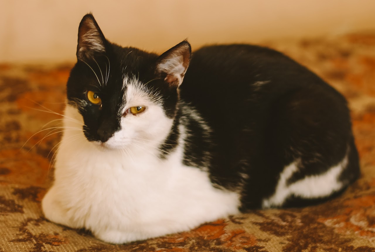 Photo of animal BILL