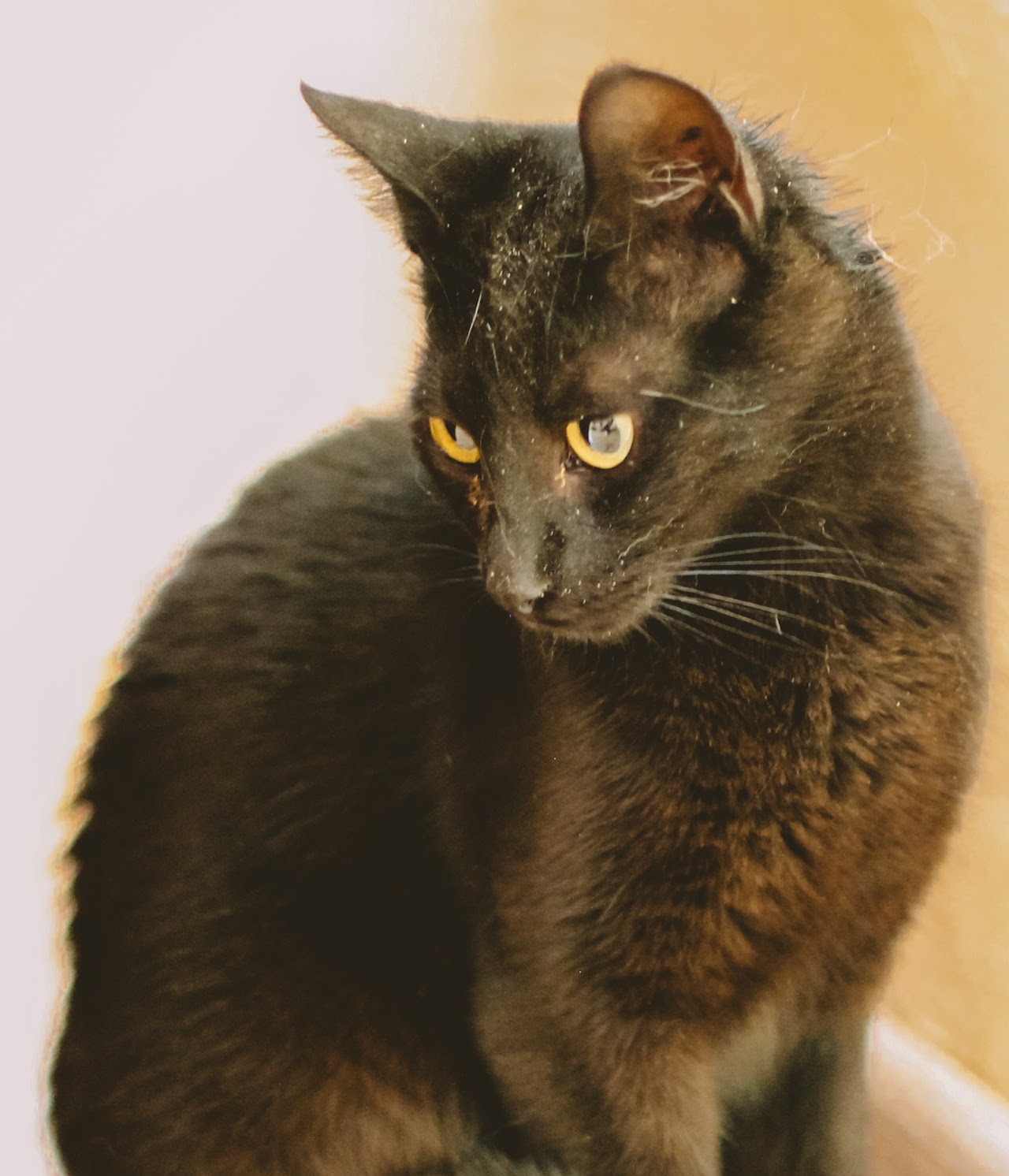 Photo of animal BLACK