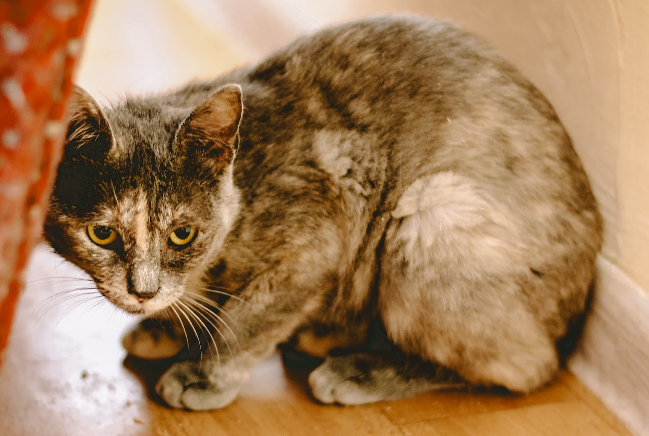 Photo of animal CHERRY