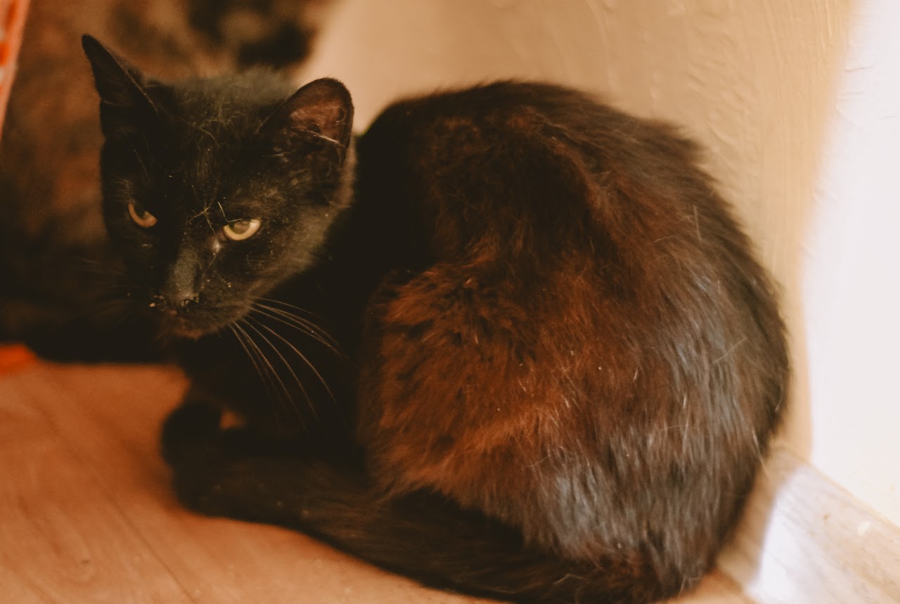 Photo of animal FINA