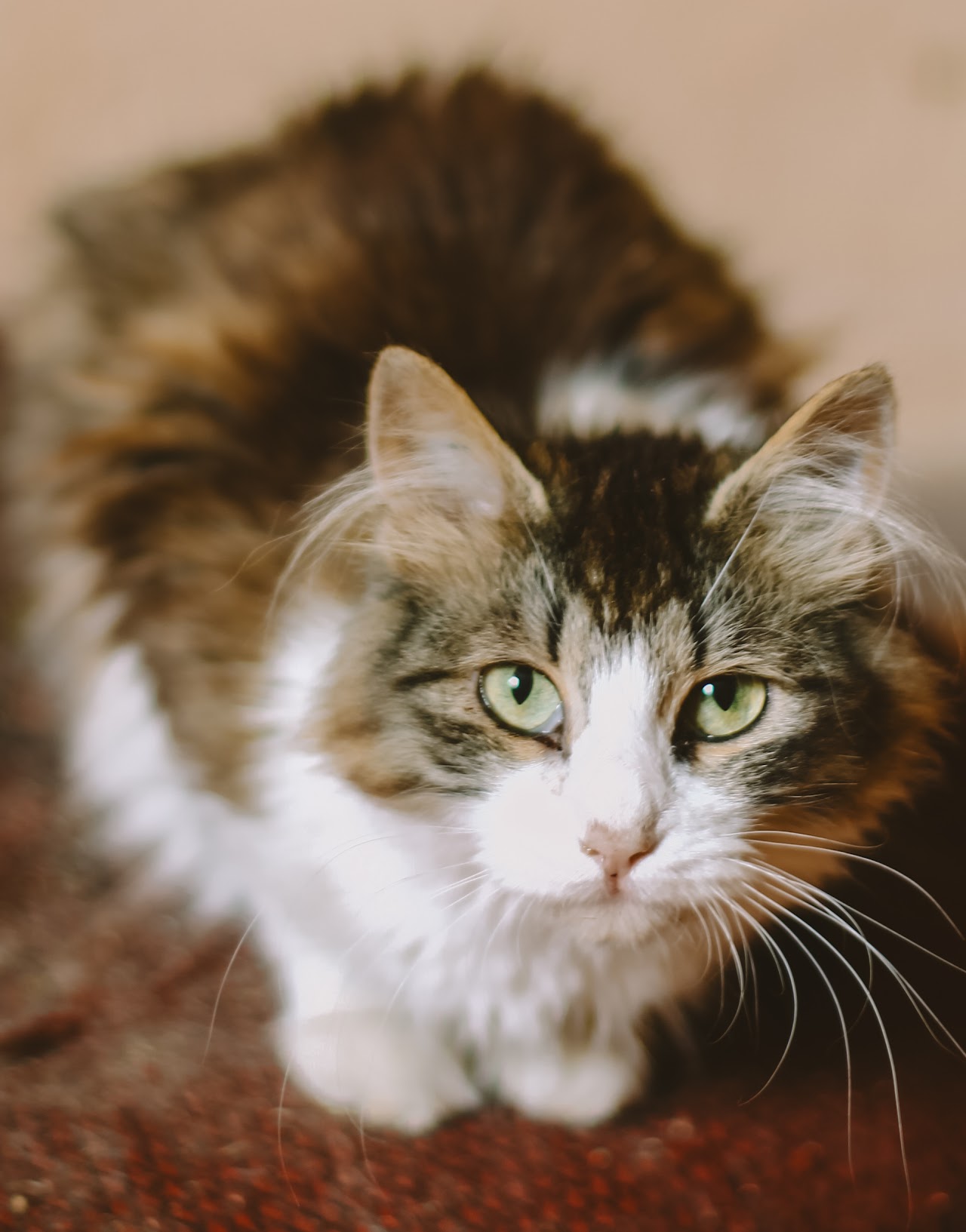 Photo of animal FLUFFY