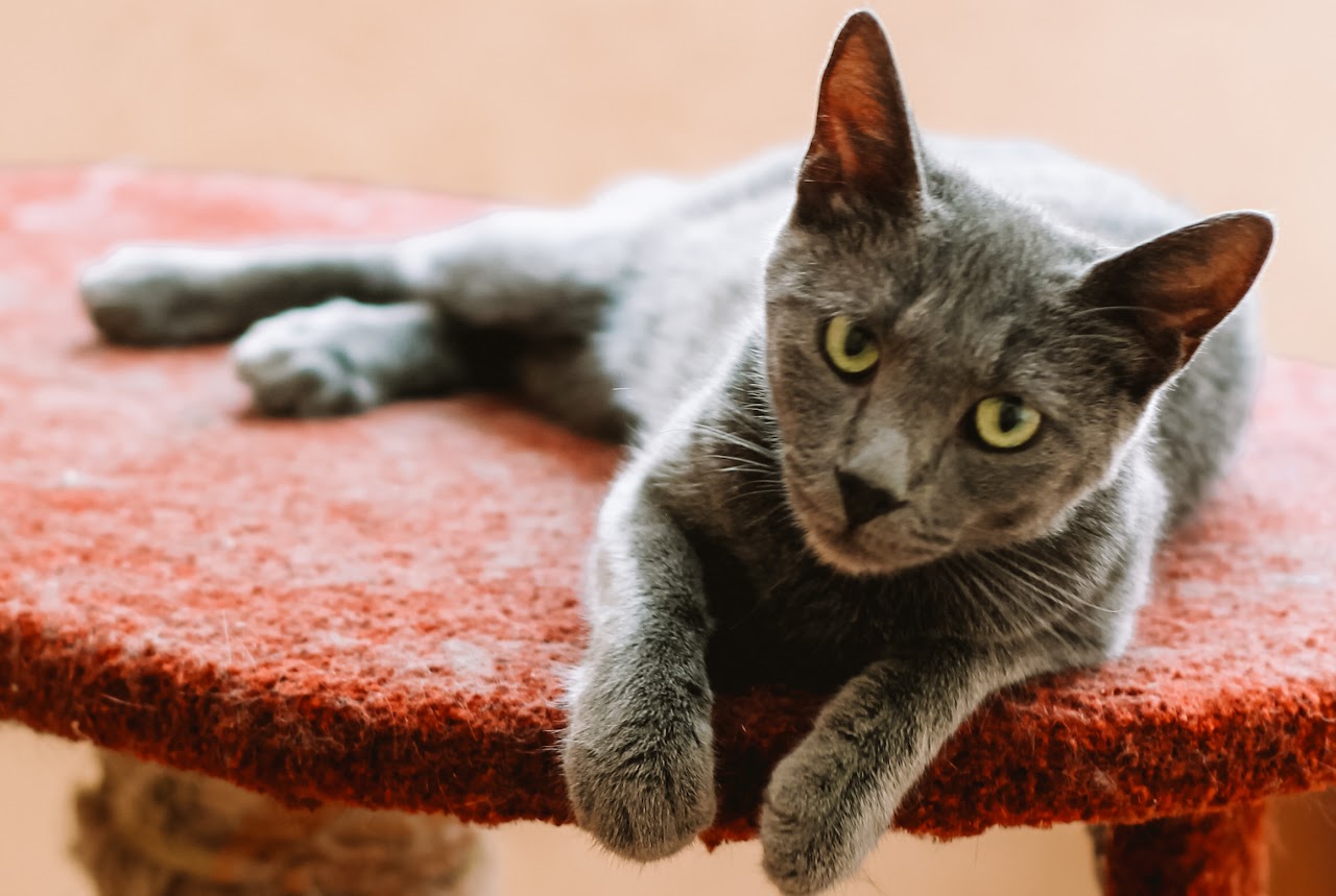 Photo of animal GREY