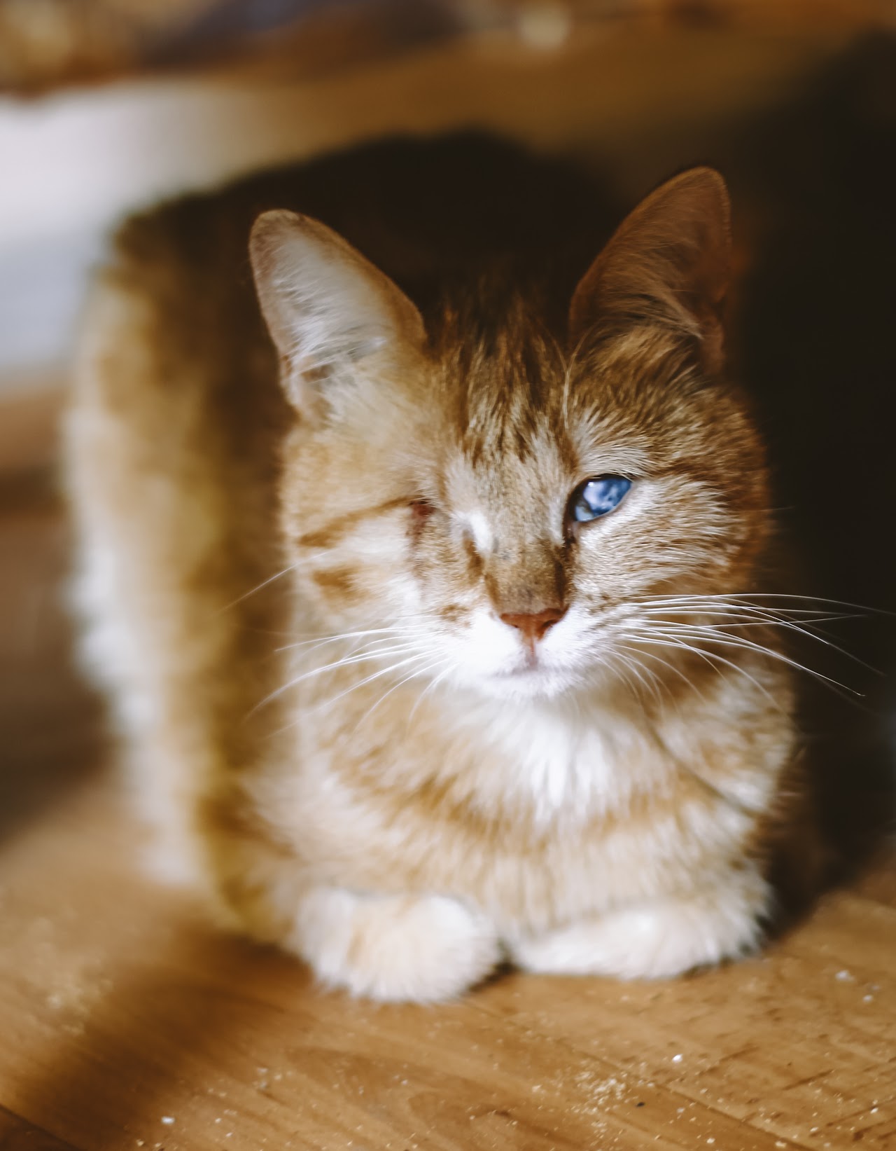 Photo of animal KIRA