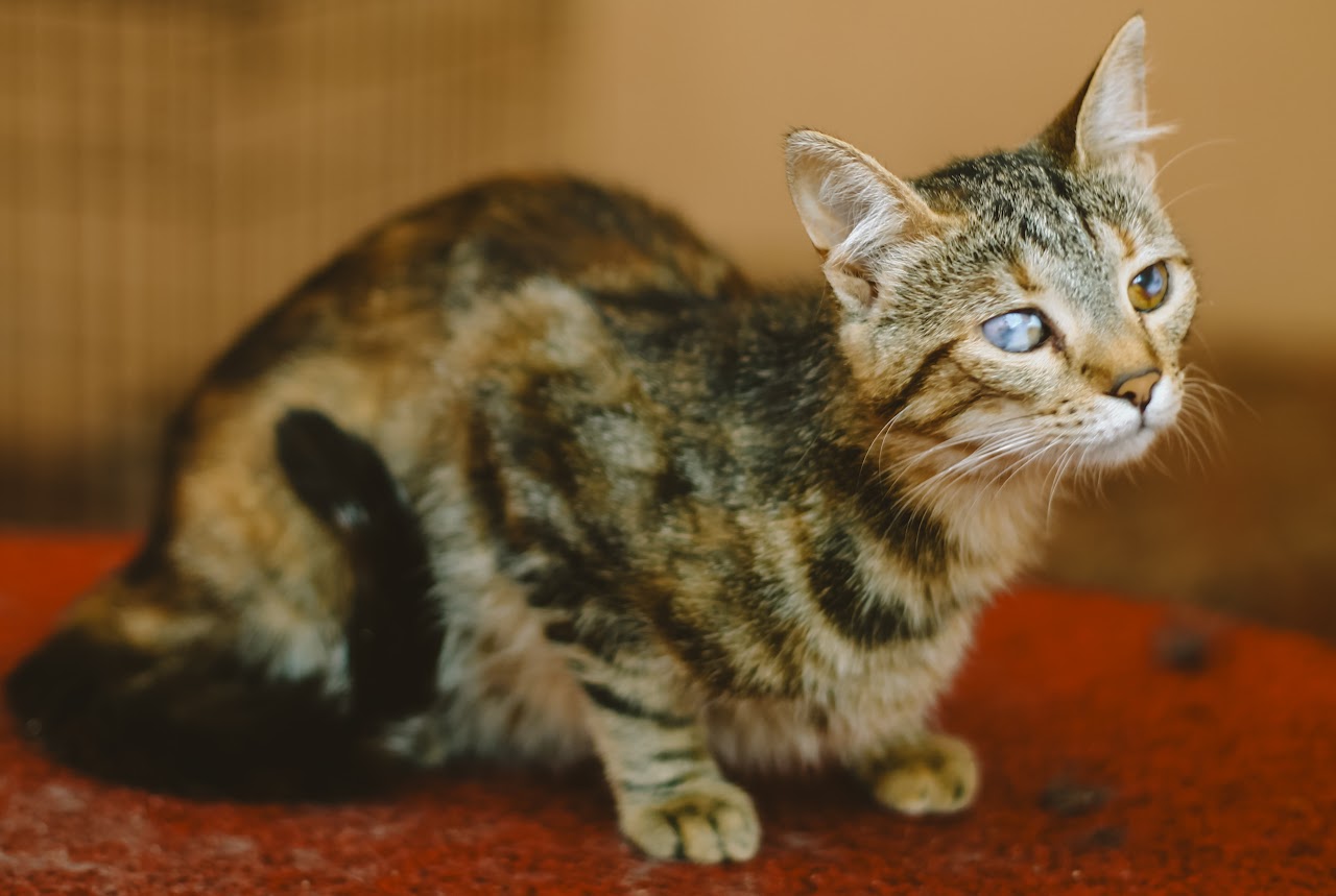Photo of animal LYNX