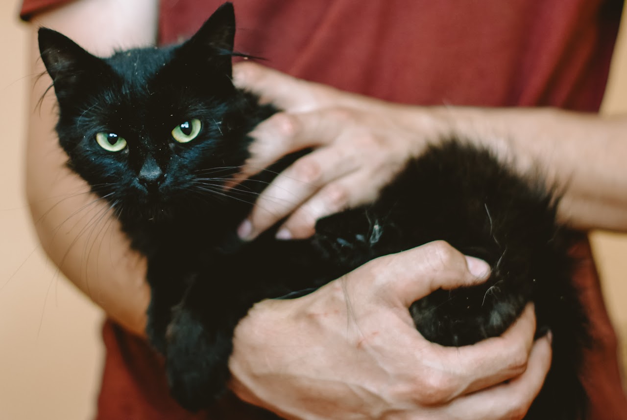 Photo of animal MARTIN