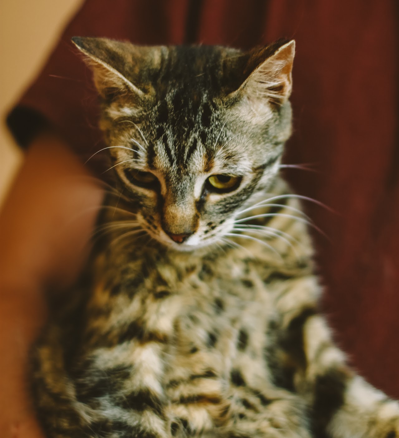 Photo of animal MIA