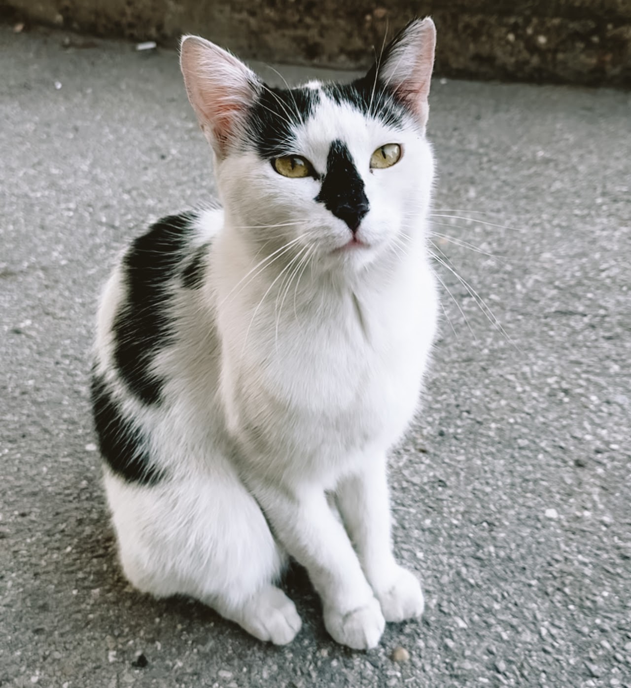 Photo of animal MIRABEL