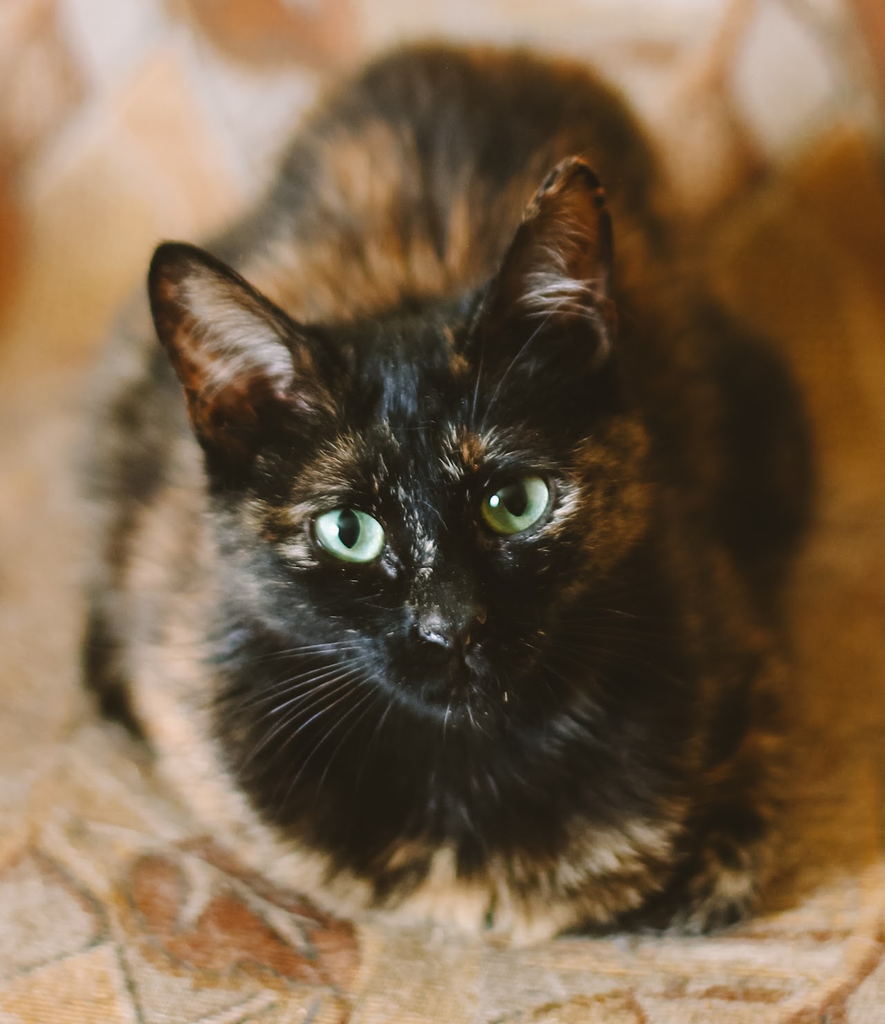 Photo of animal MOLLY