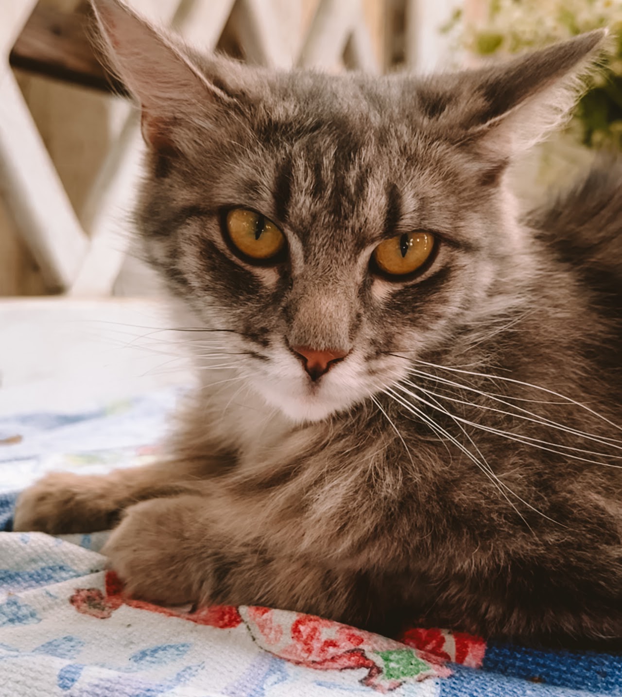 Photo of animal NICOLE