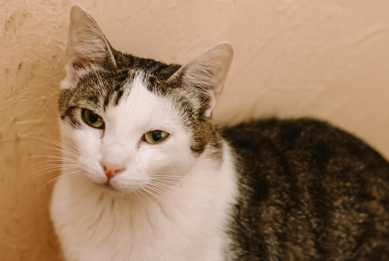 Photo of animal PATRIK
