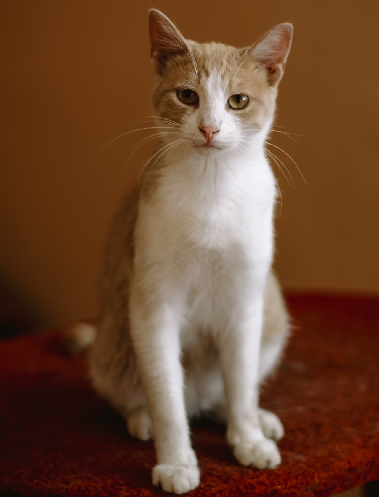 Photo of animal RICHARD