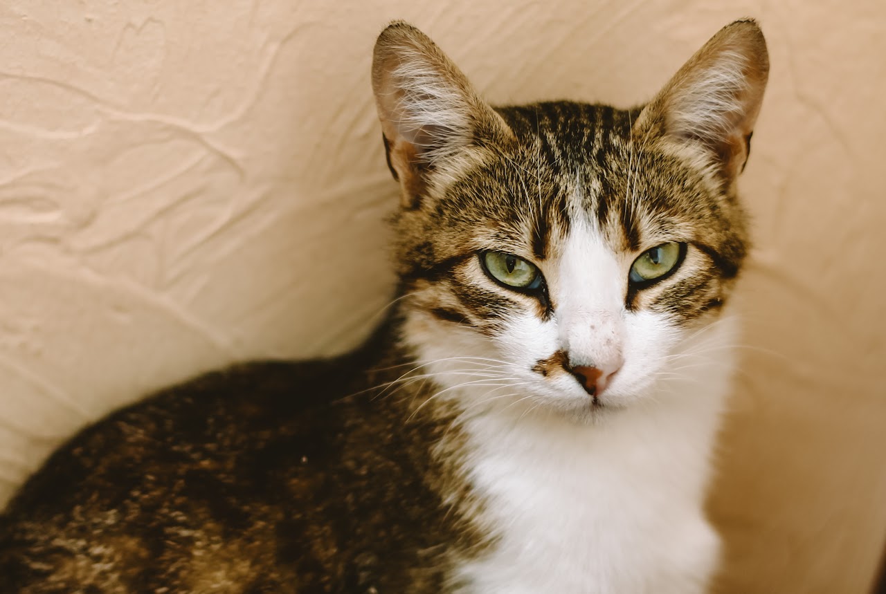 Photo of animal SAIMON