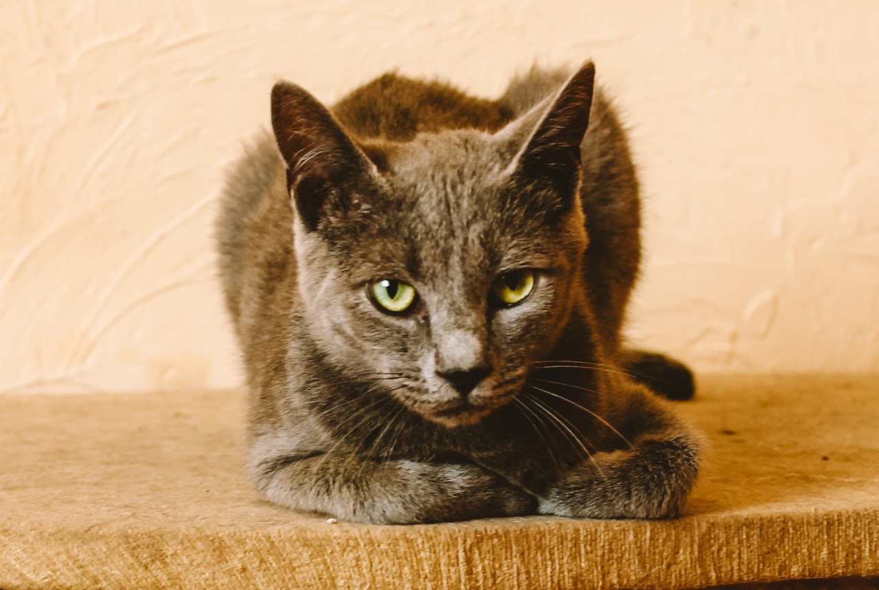 Photo of animal SIRIUS