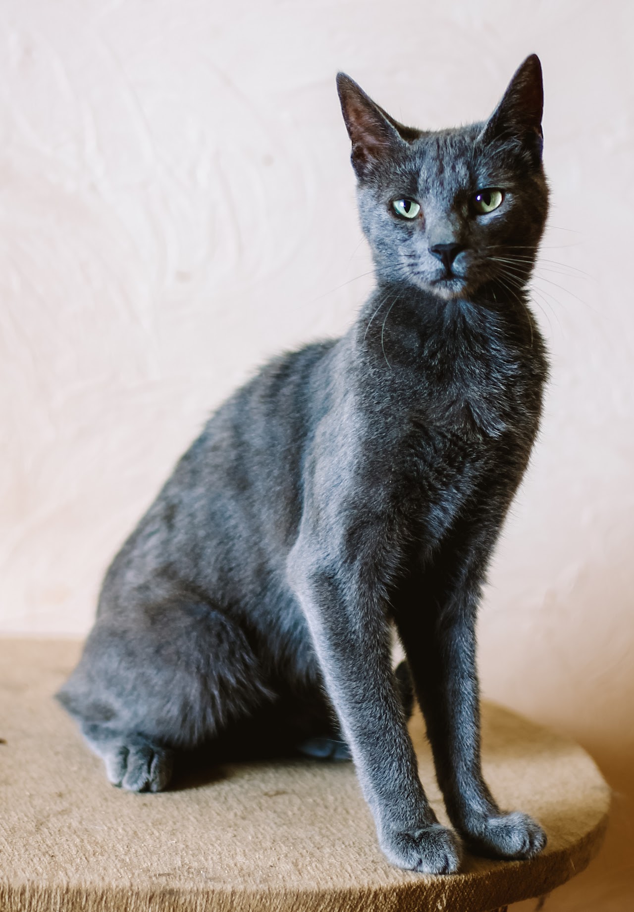 Photo of animal SOFI