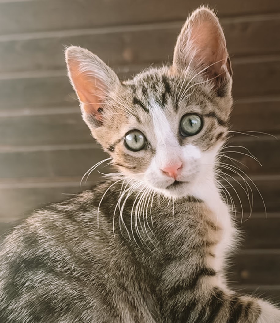 Photo of animal STARLET