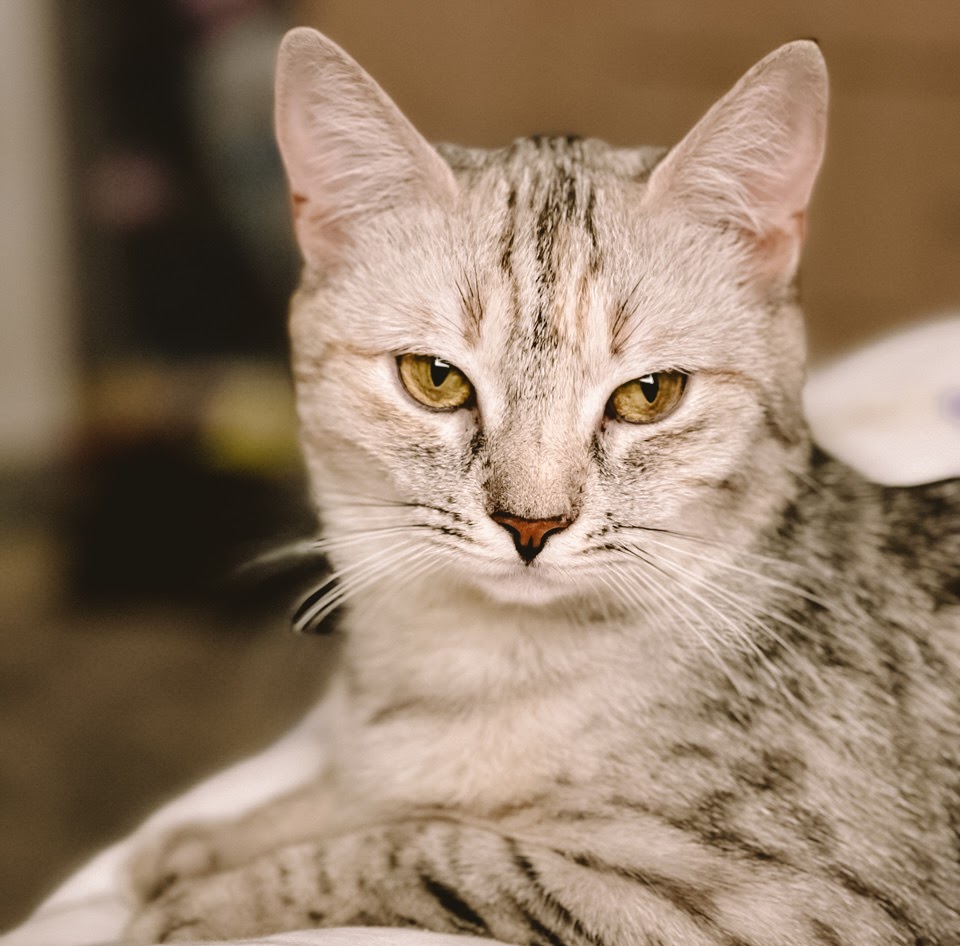 Photo of animal TIGRESS