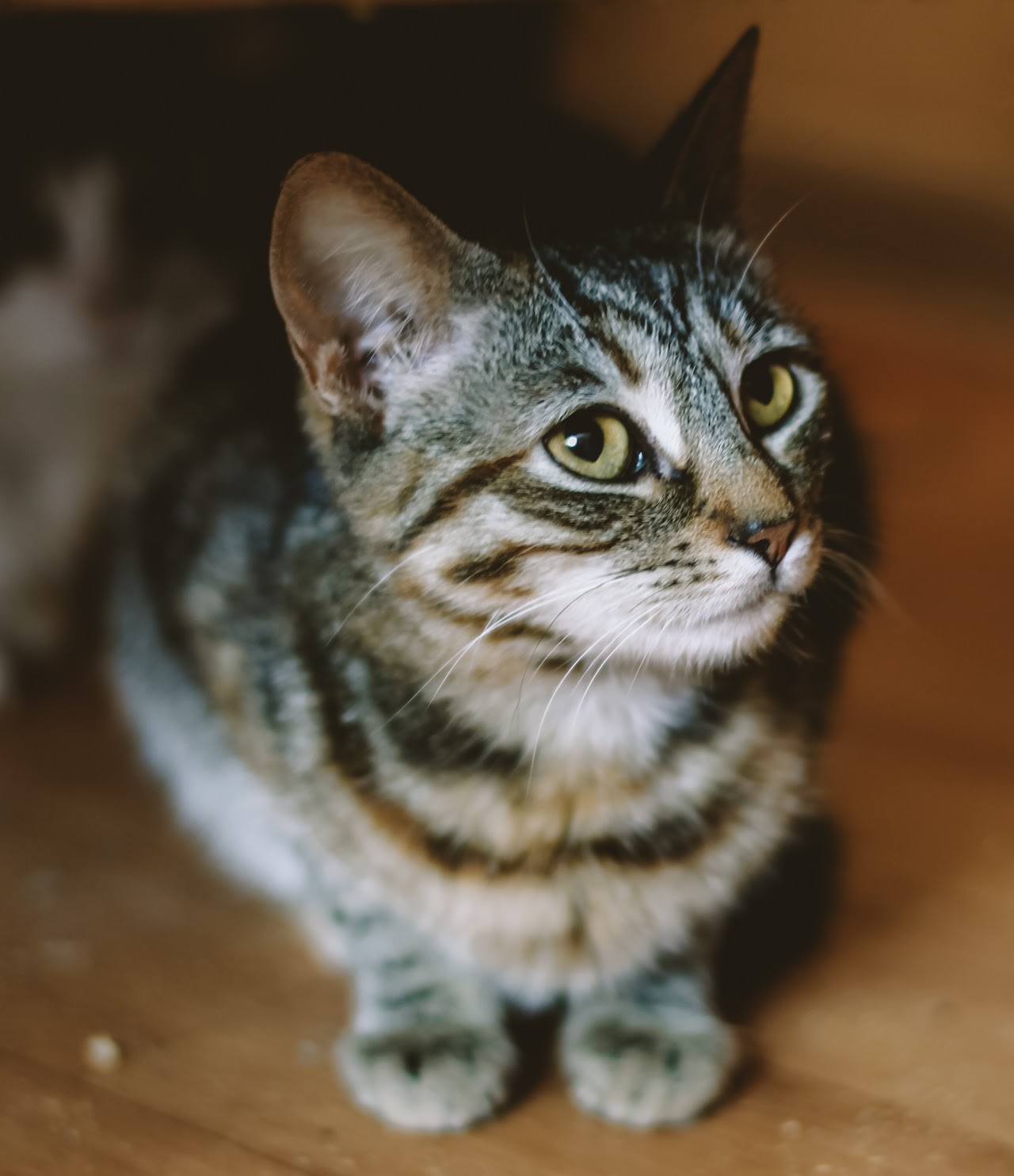 Photo of animal TRIXI
