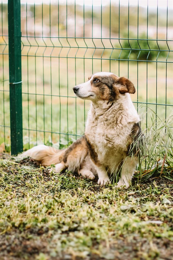 Photo of animal ANGEL