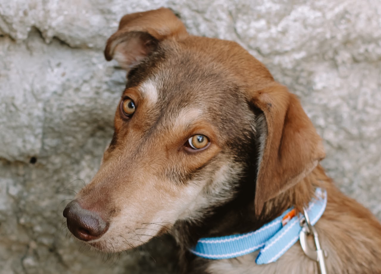 Photo of animal BENNY