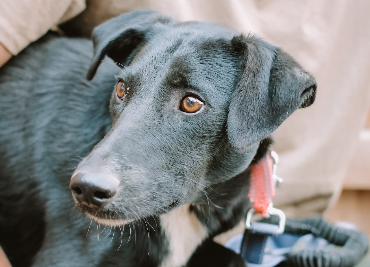 Photo of animal BLACK