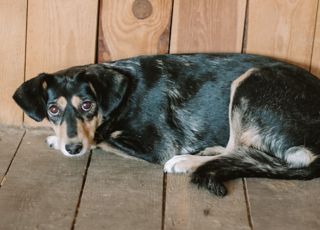 Photo of animal CHIKITA