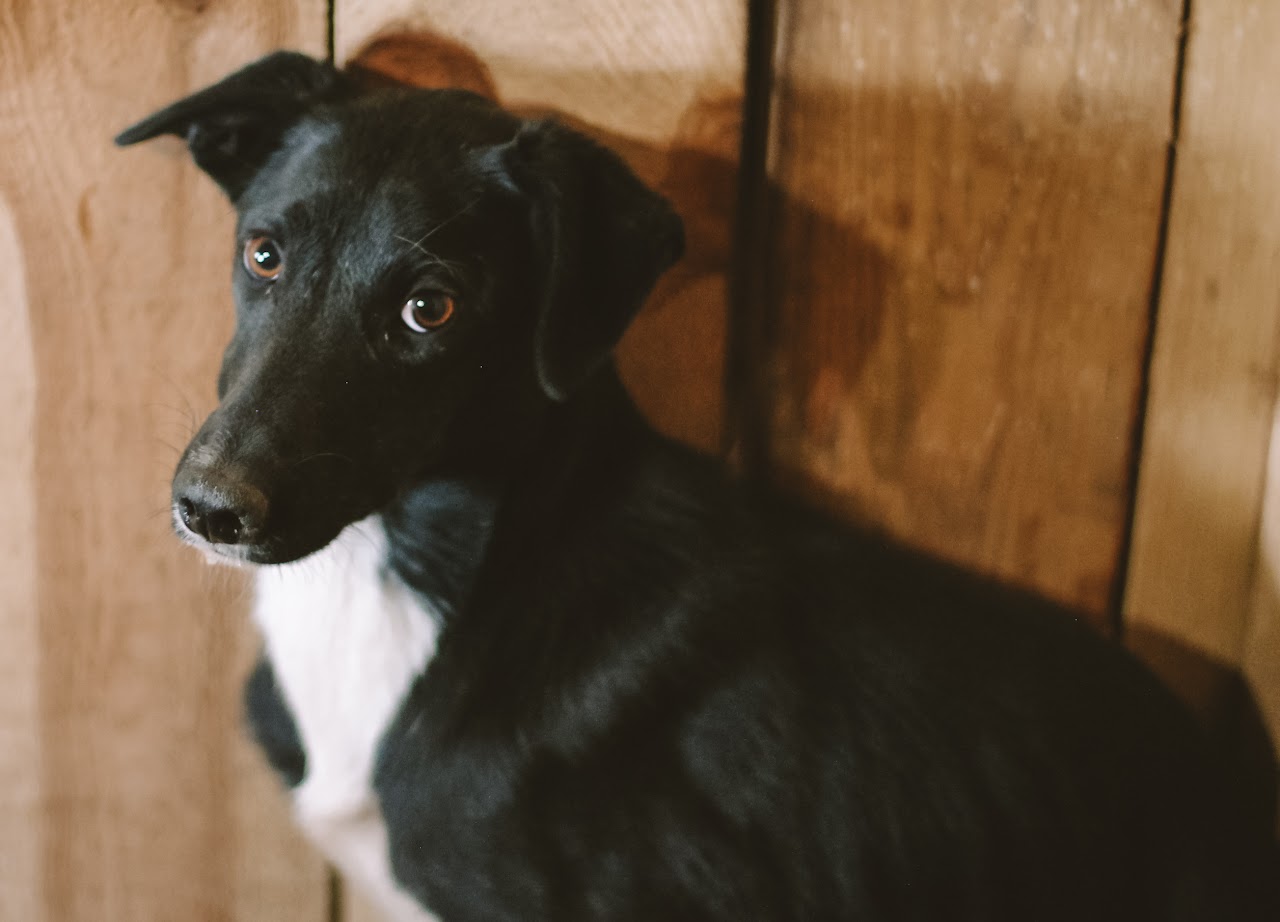 Photo of animal COMET