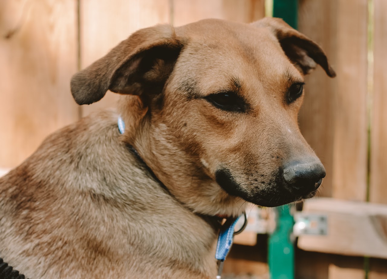 Photo of animal GRACIE