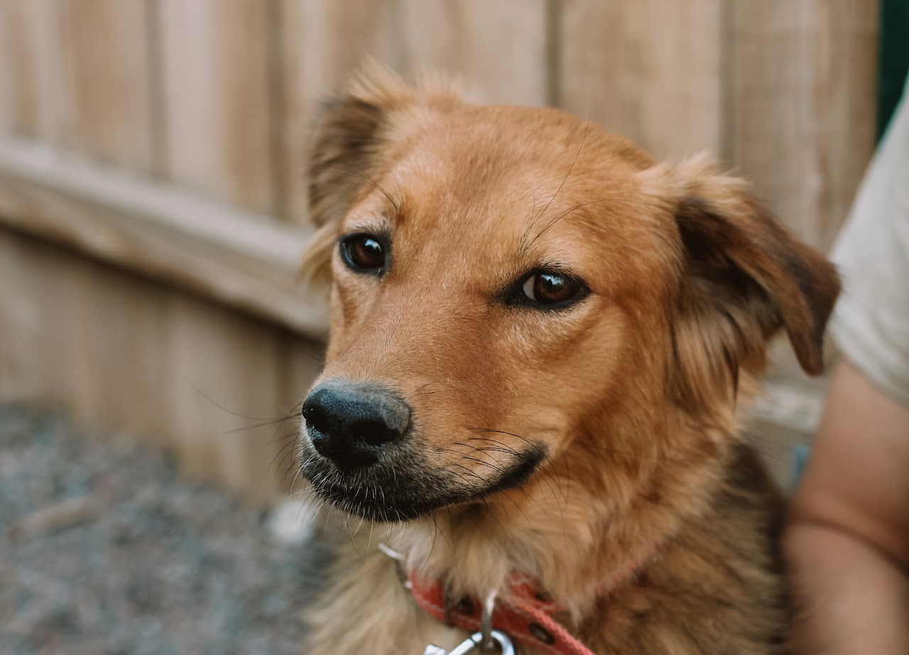 Photo of animal JESSIE