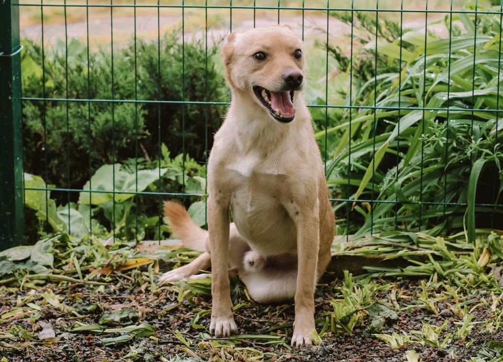 Photo of animal JOE