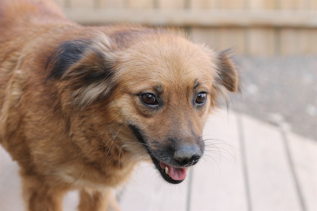 Photo of animal LEILA