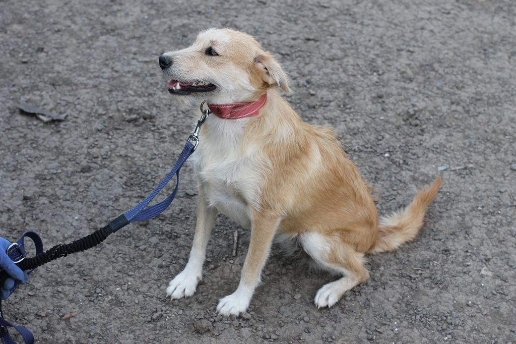 Photo of animal LOLA