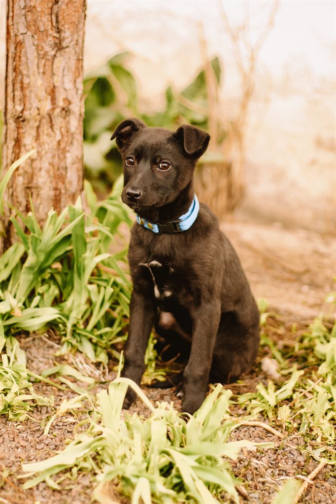 Photo of animal LUCKY