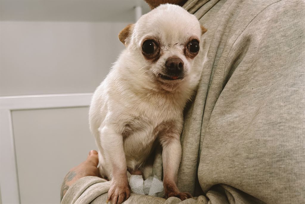 Photo of animal MUL'TIK