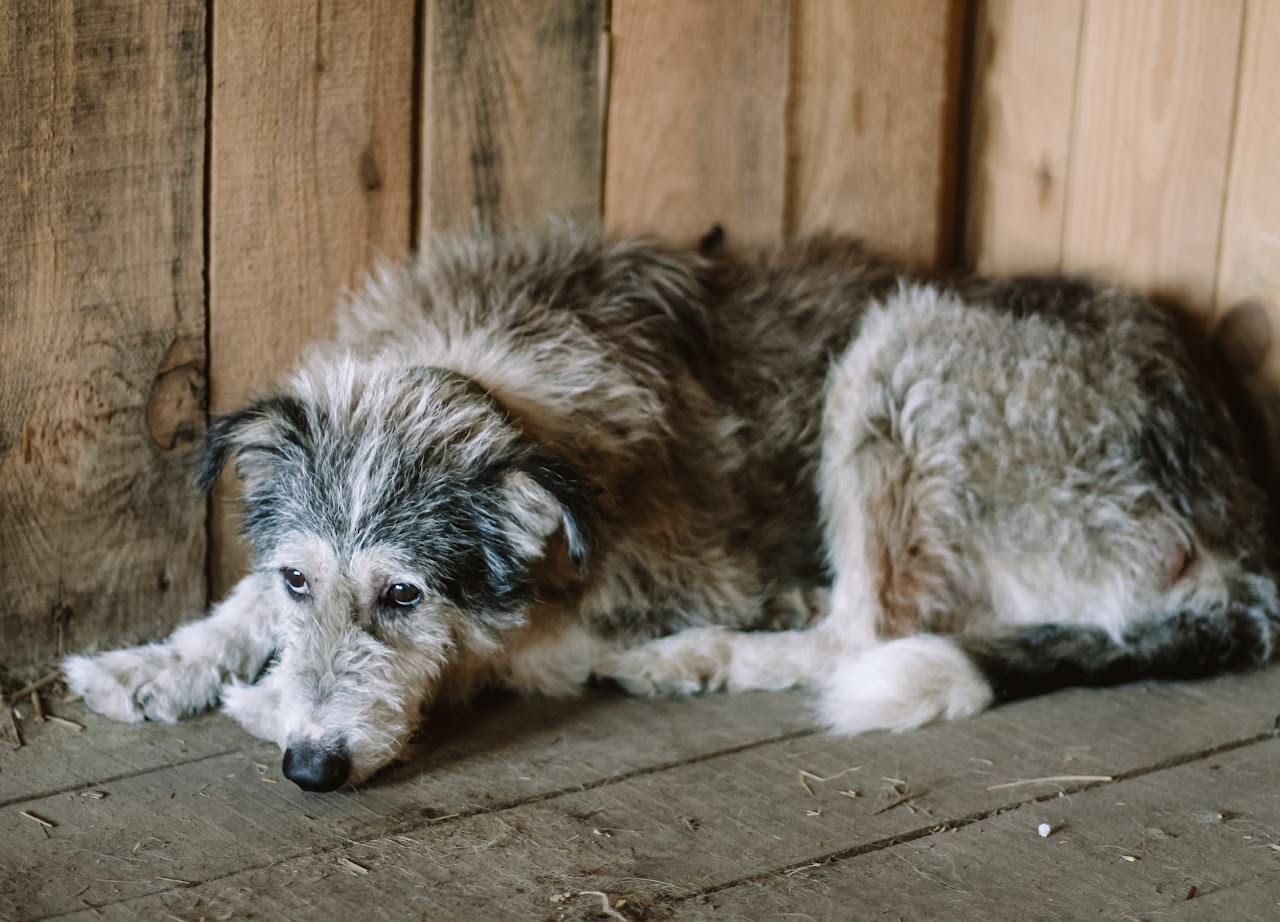 Photo of animal SHAGGY