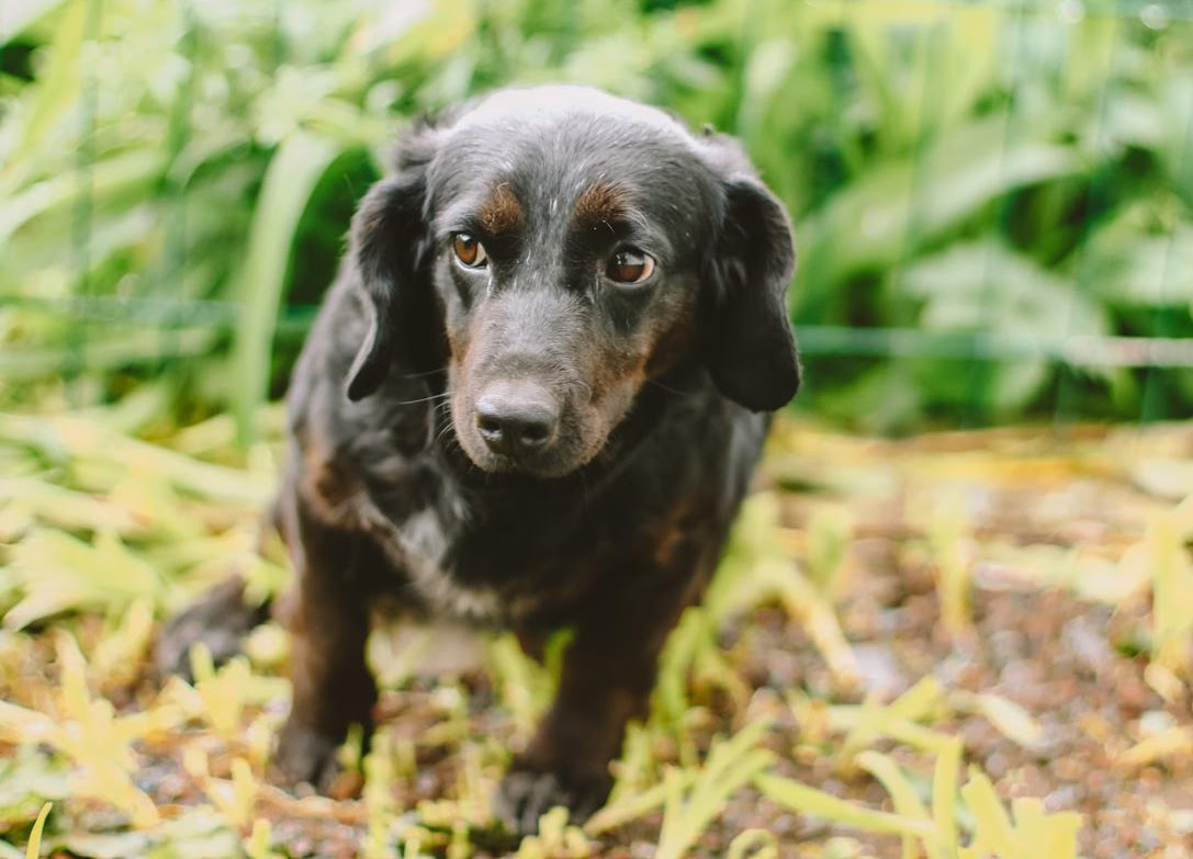 Photo of animal THEA
