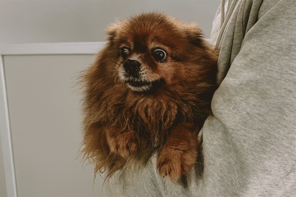 Photo of animal TILIKA