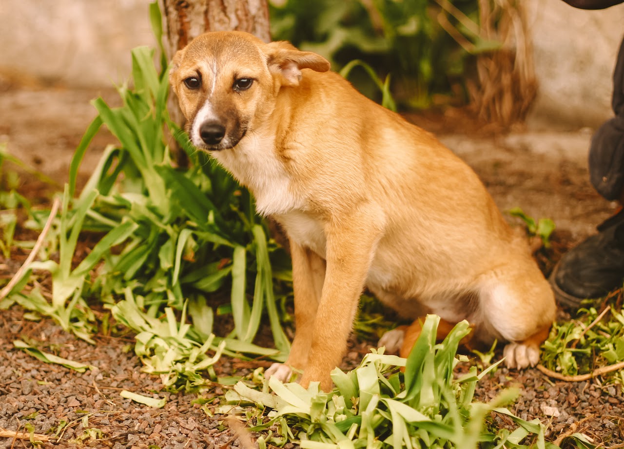 Photo of animal VIRA